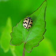 Image of Six-spotted Zigzag Ladybird