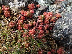 Image of White Stonecrop