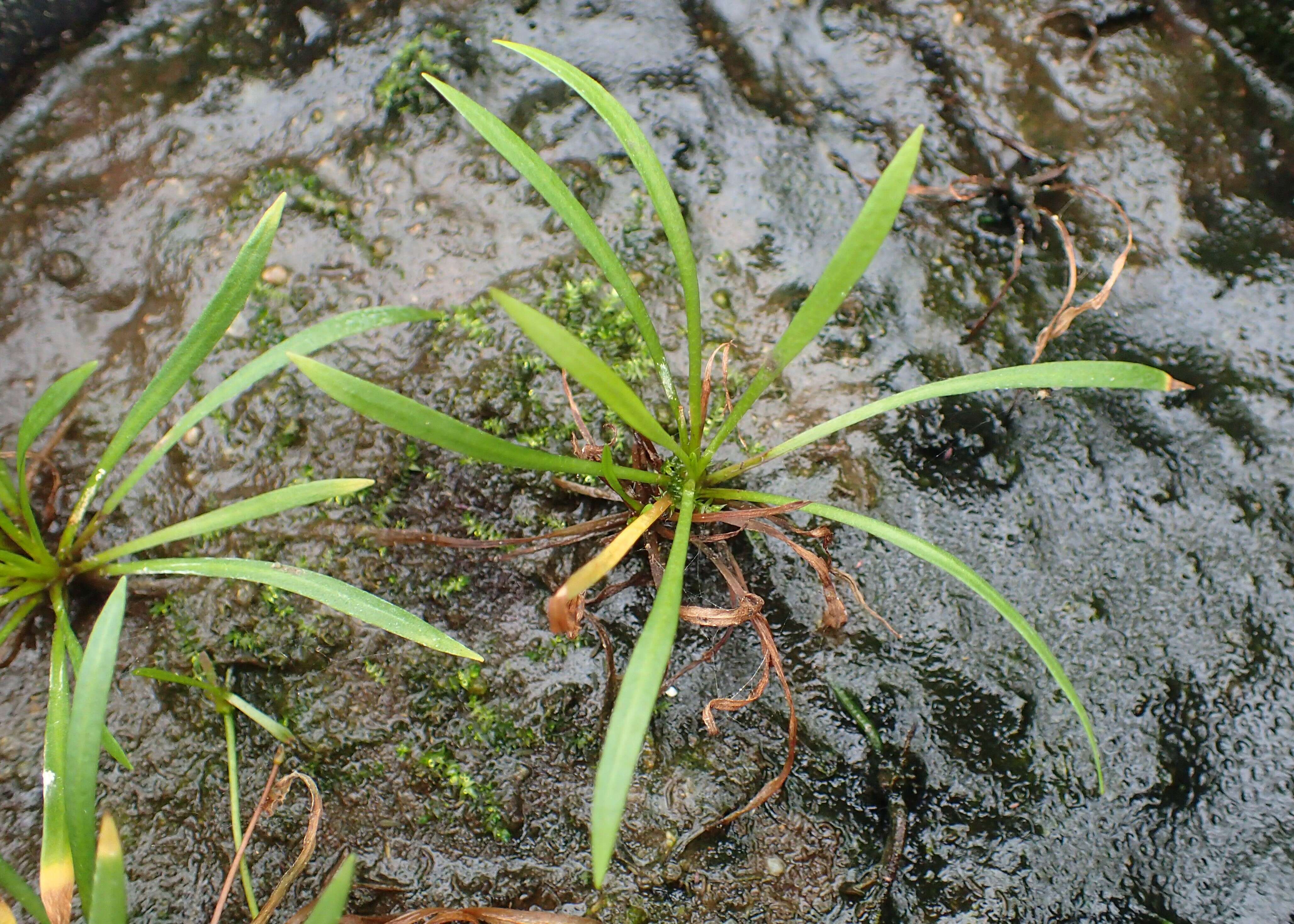 Image of Dwarf Burhead Pygmy Swordplant