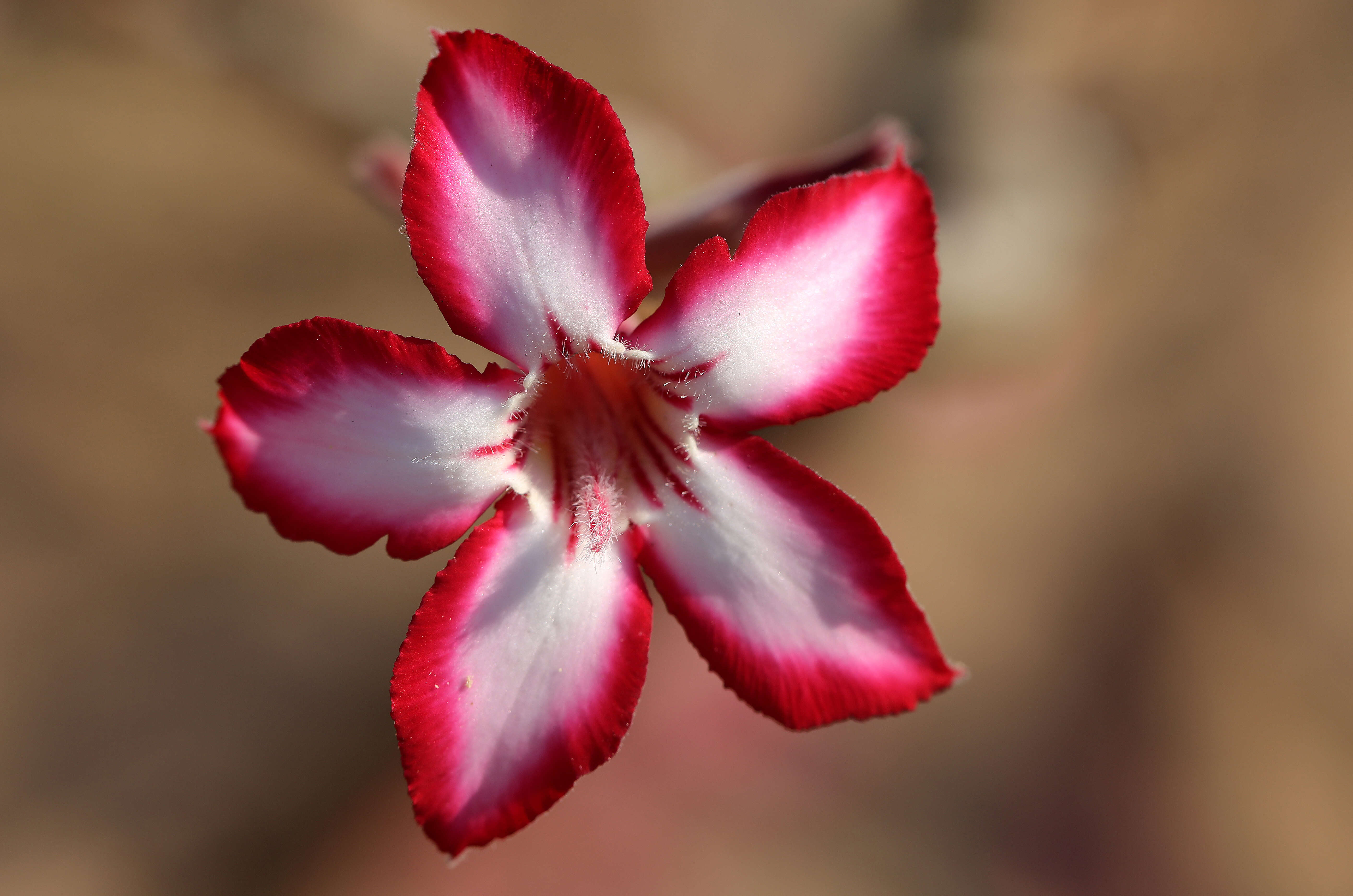 Image de Adenium obesum subsp. multiflorum (Klotzsch) G. D. Rowley