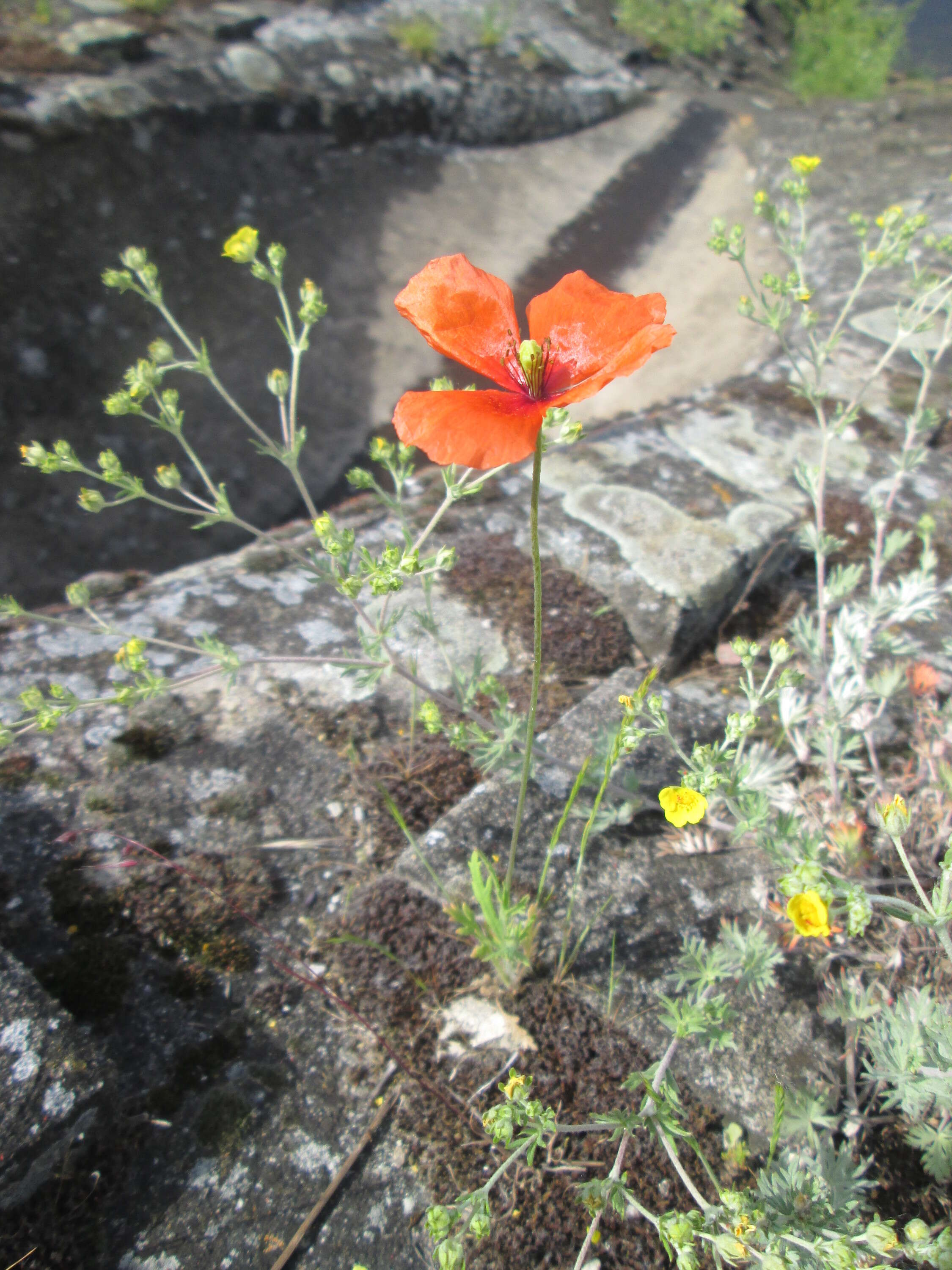 Image of Long-headed Poppy