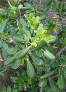 Image de Pittosporum tobira (Murray) Aiton fil.