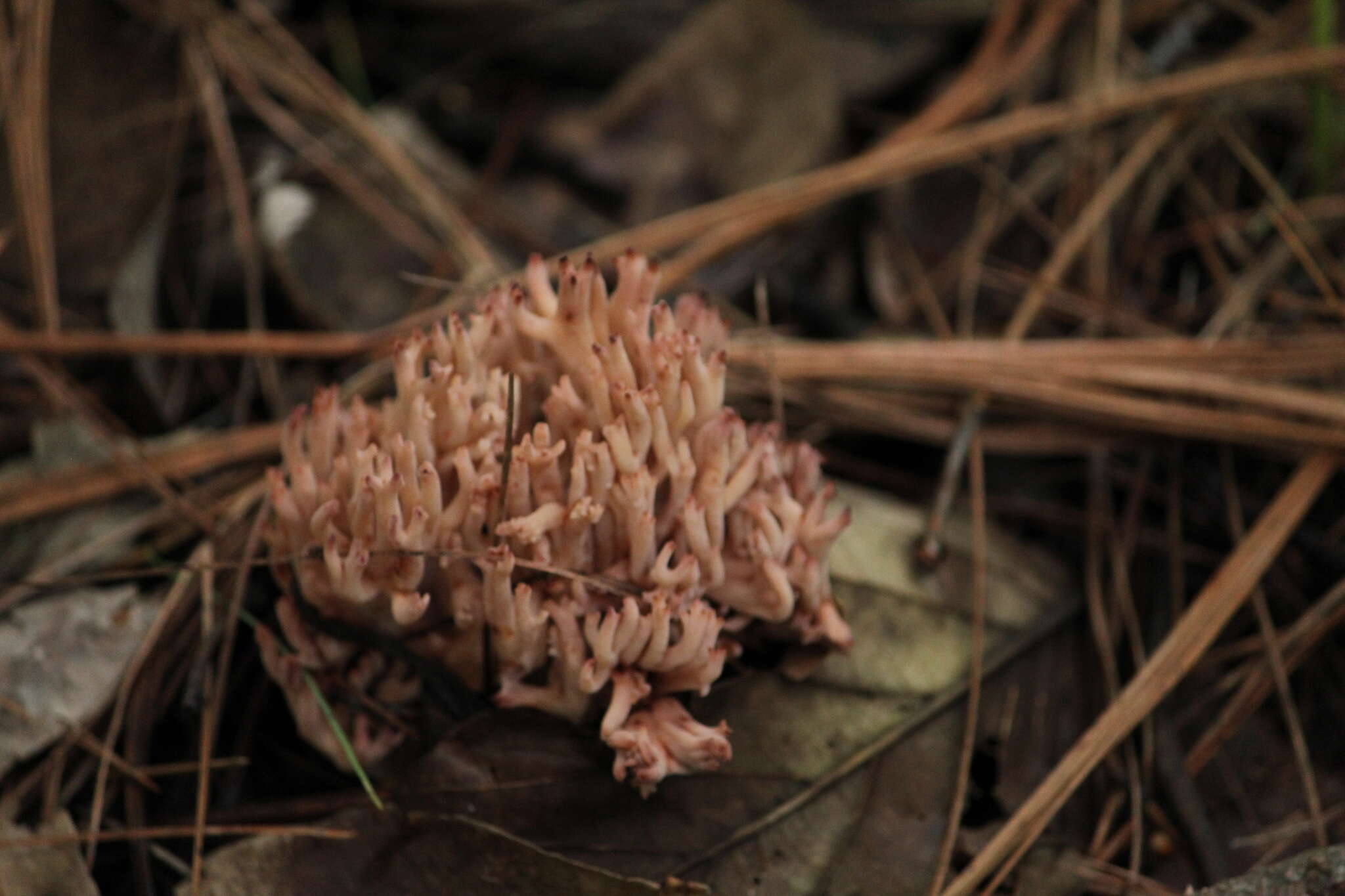 Слика од Ramaria stricta (Pers.) Quél. 1888