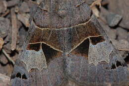 Image of Drasteria edwardsii