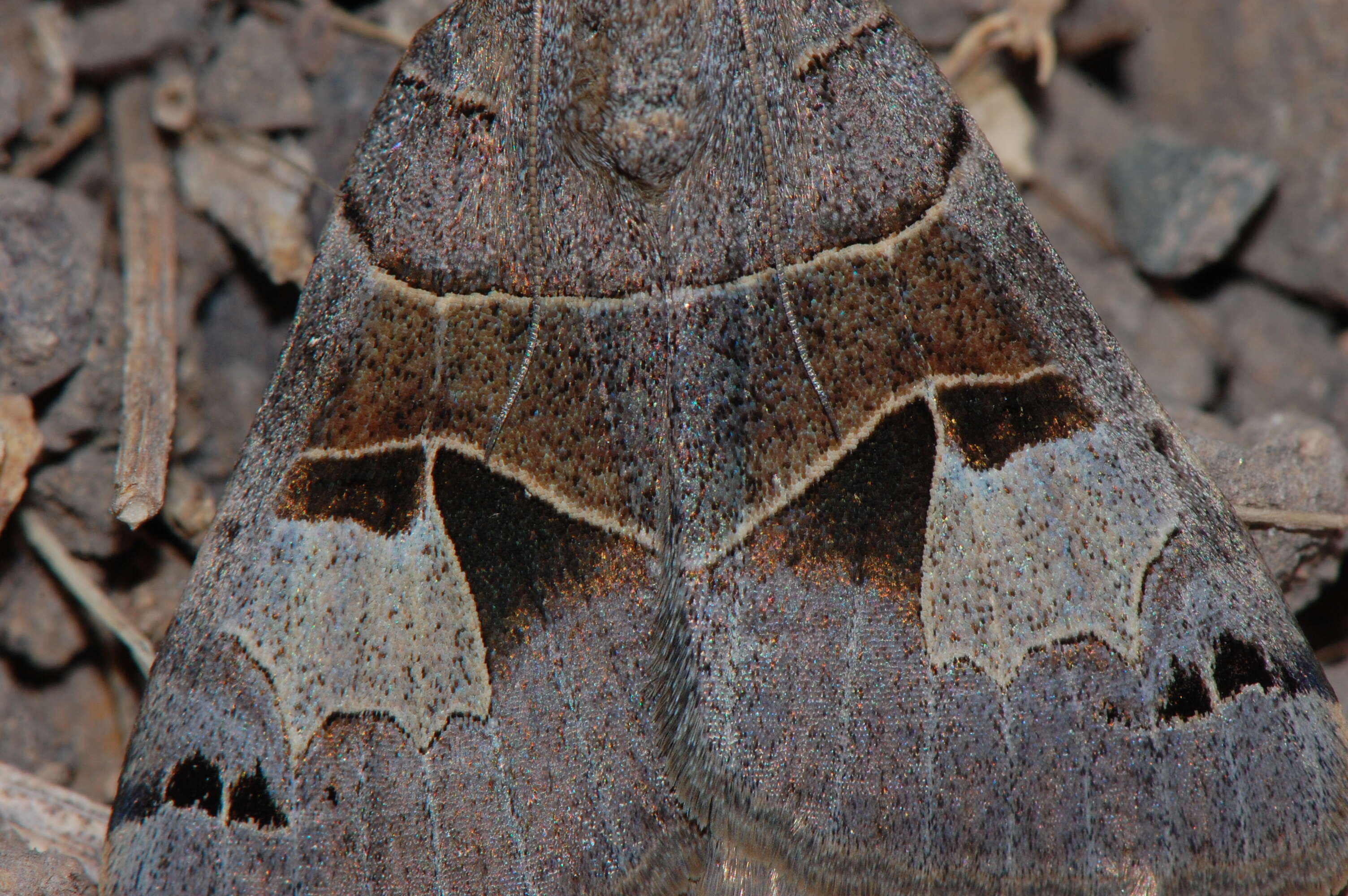 Image of Drasteria edwardsii