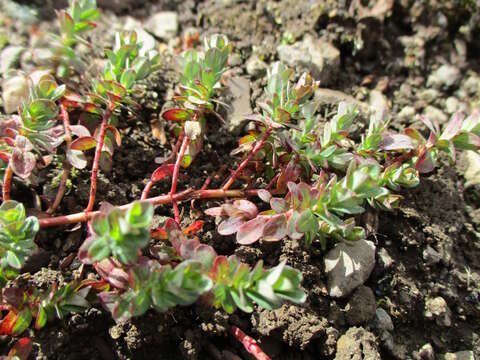 Image of St John's wort