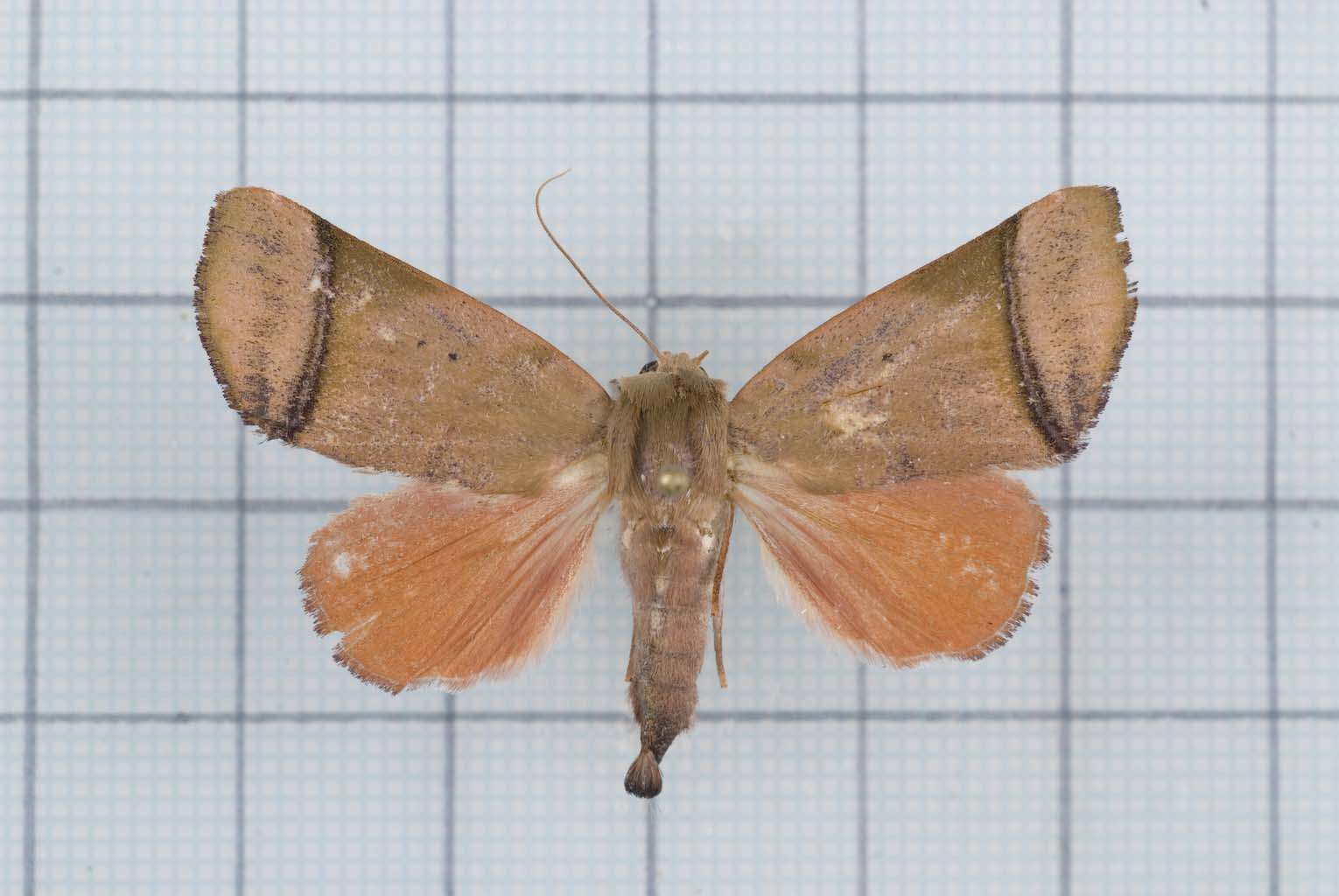 Image of Carea varipes Walker 1856