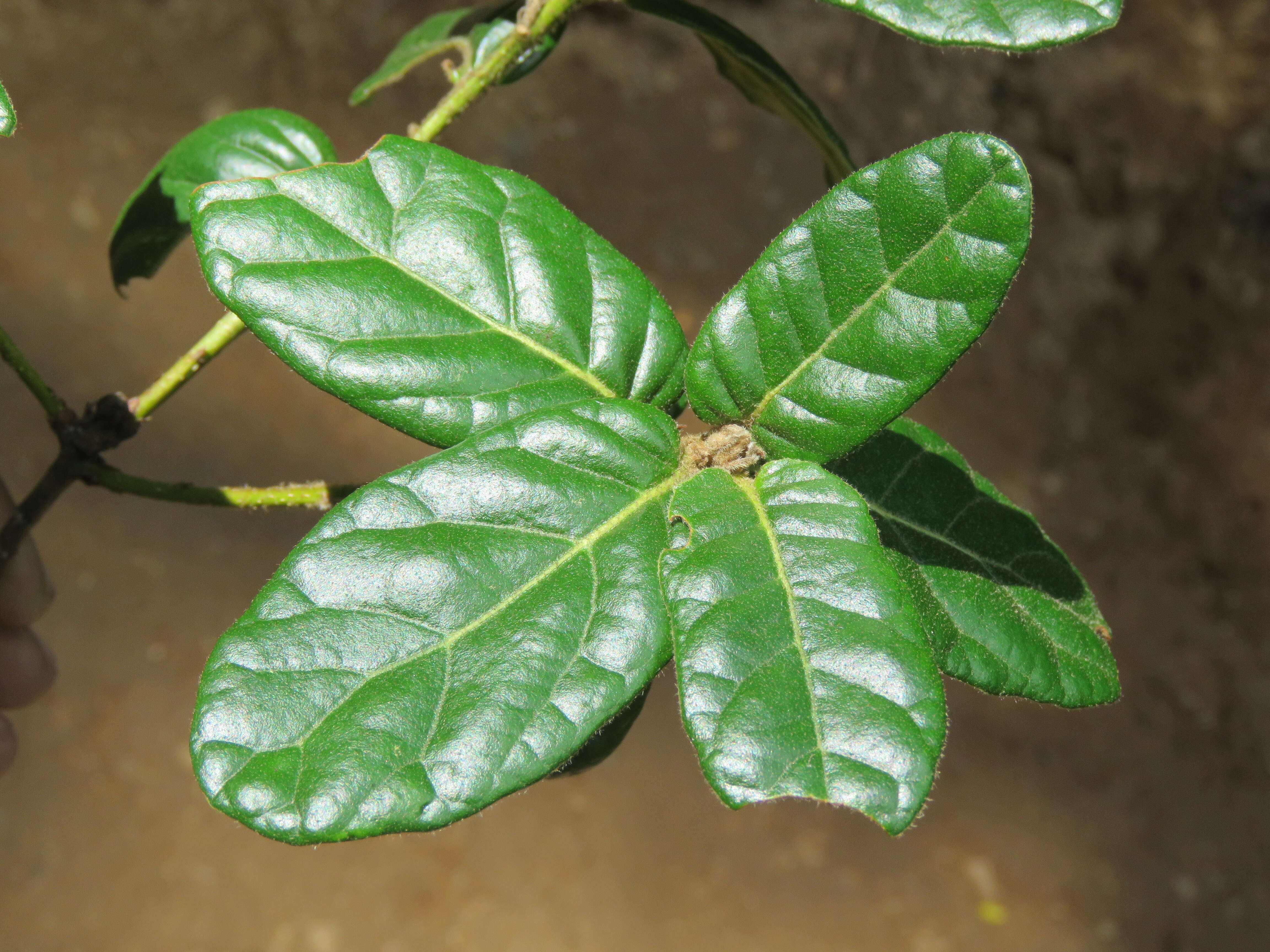 Image of Brown Oak