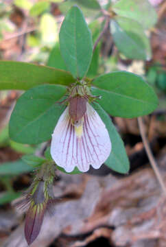 Image of Blepharis maderaspatensis (L.) Heyne ex Roth