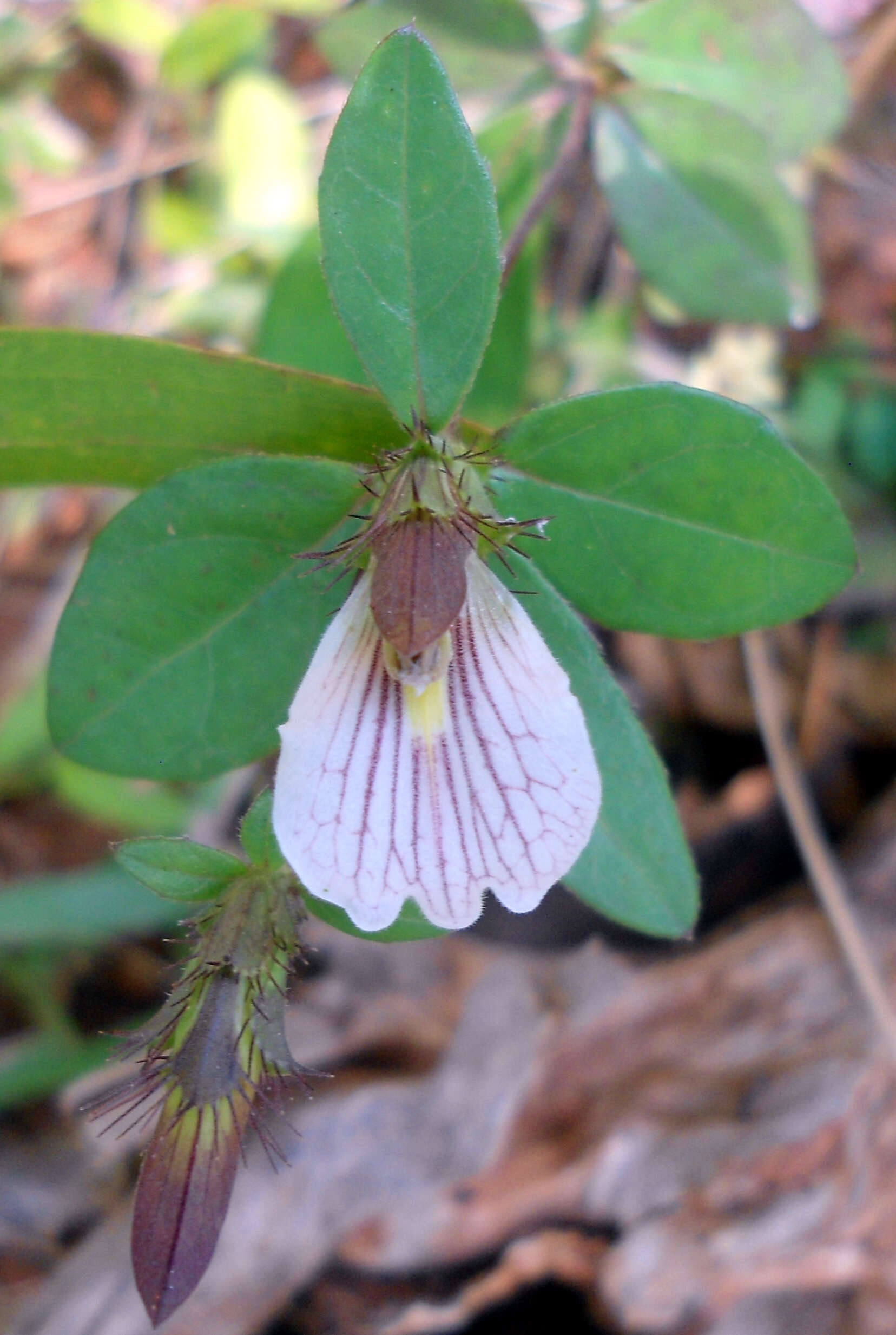 Blepharis maderaspatensis (L.) Heyne ex Roth resmi