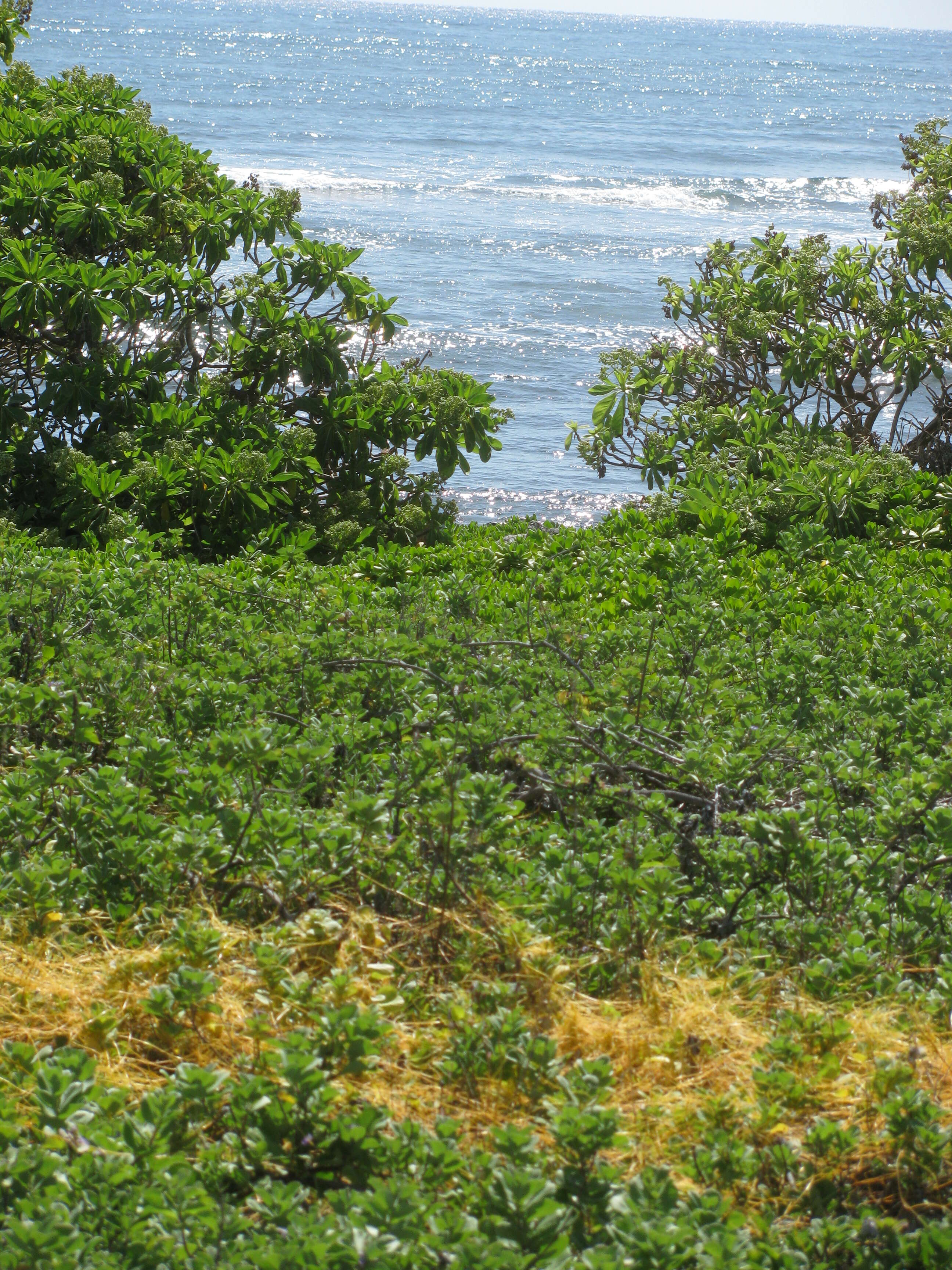 Image of Cuscuta campestris