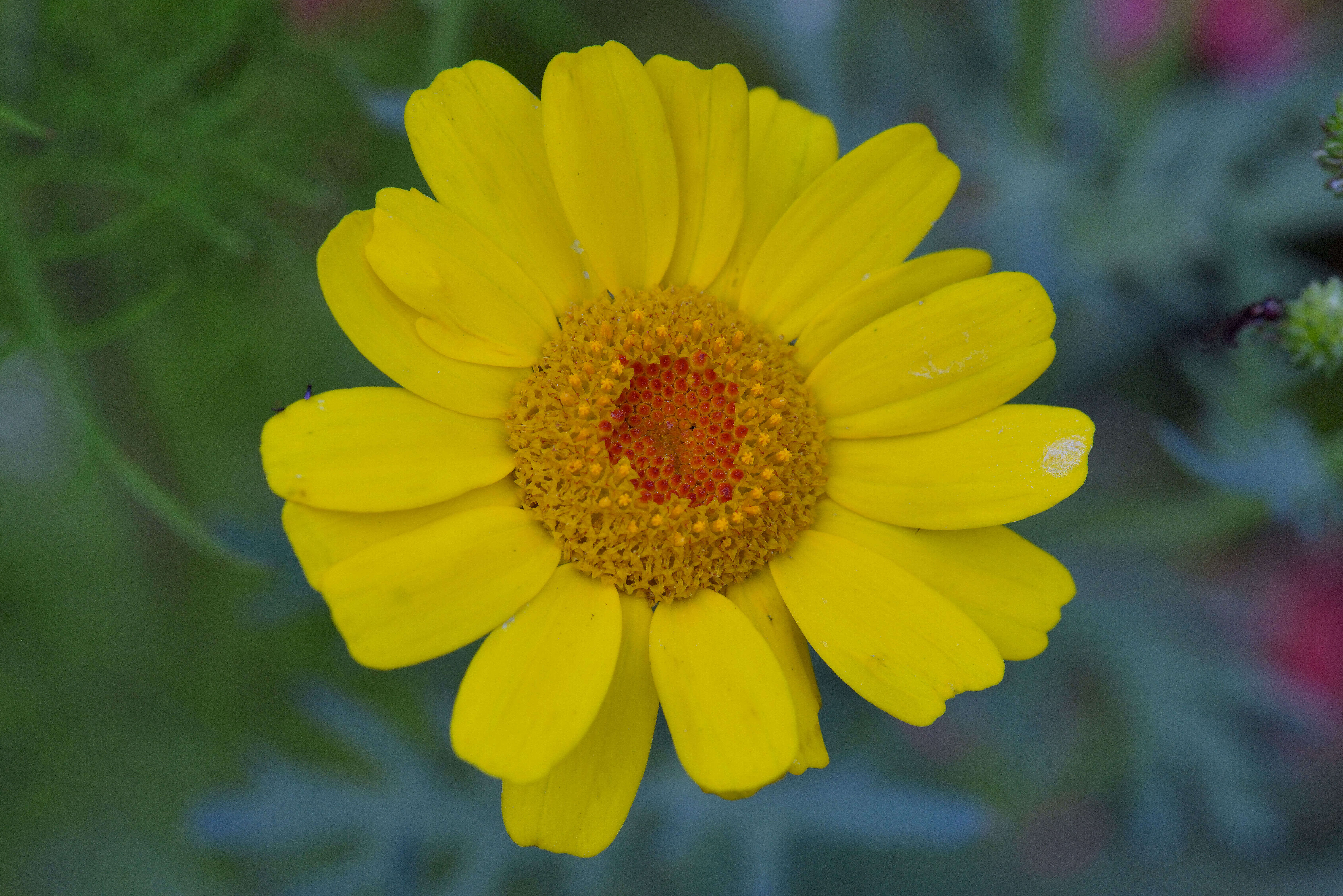 Image of corndaisy