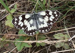 Image of marbled white