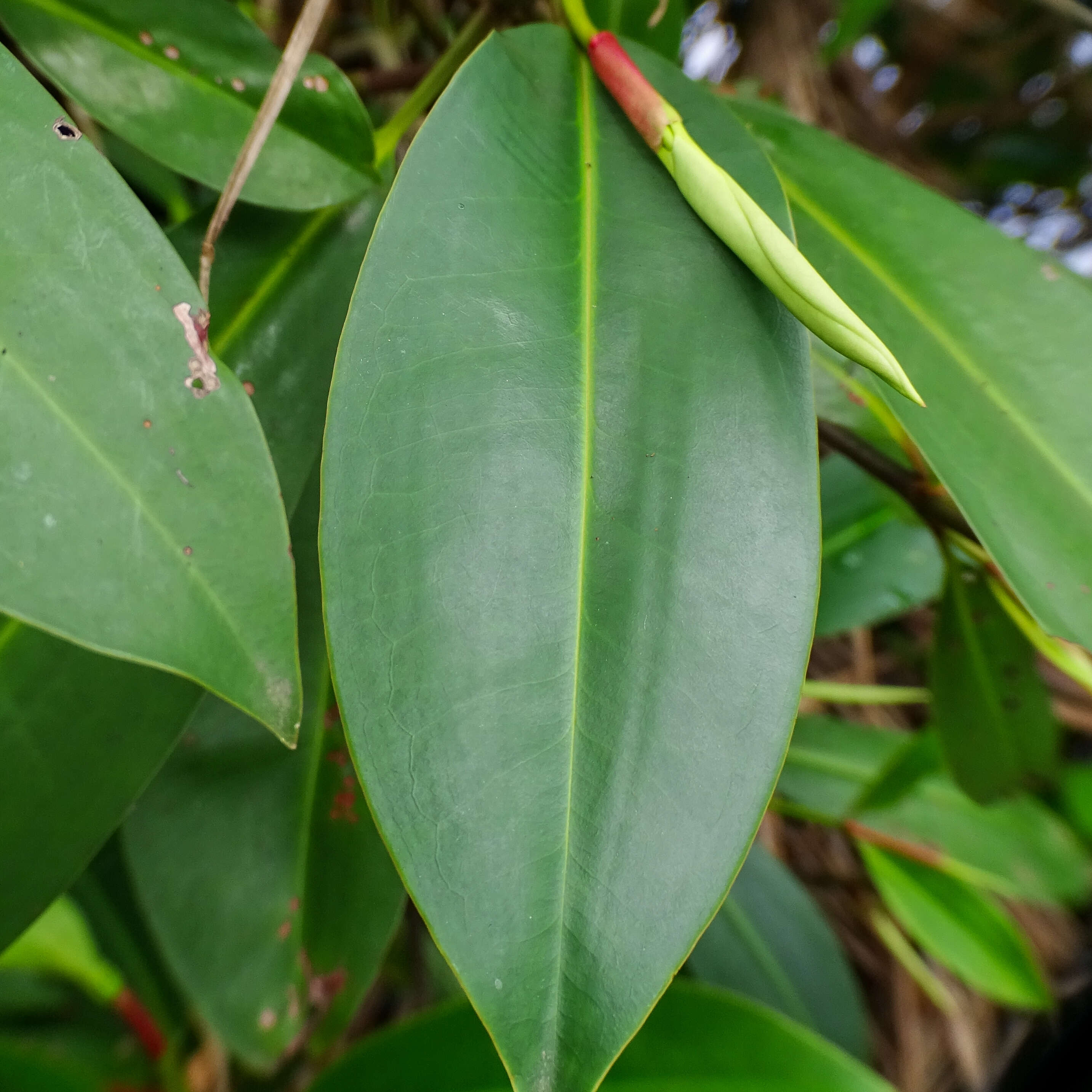 Image of Oriental mangrove