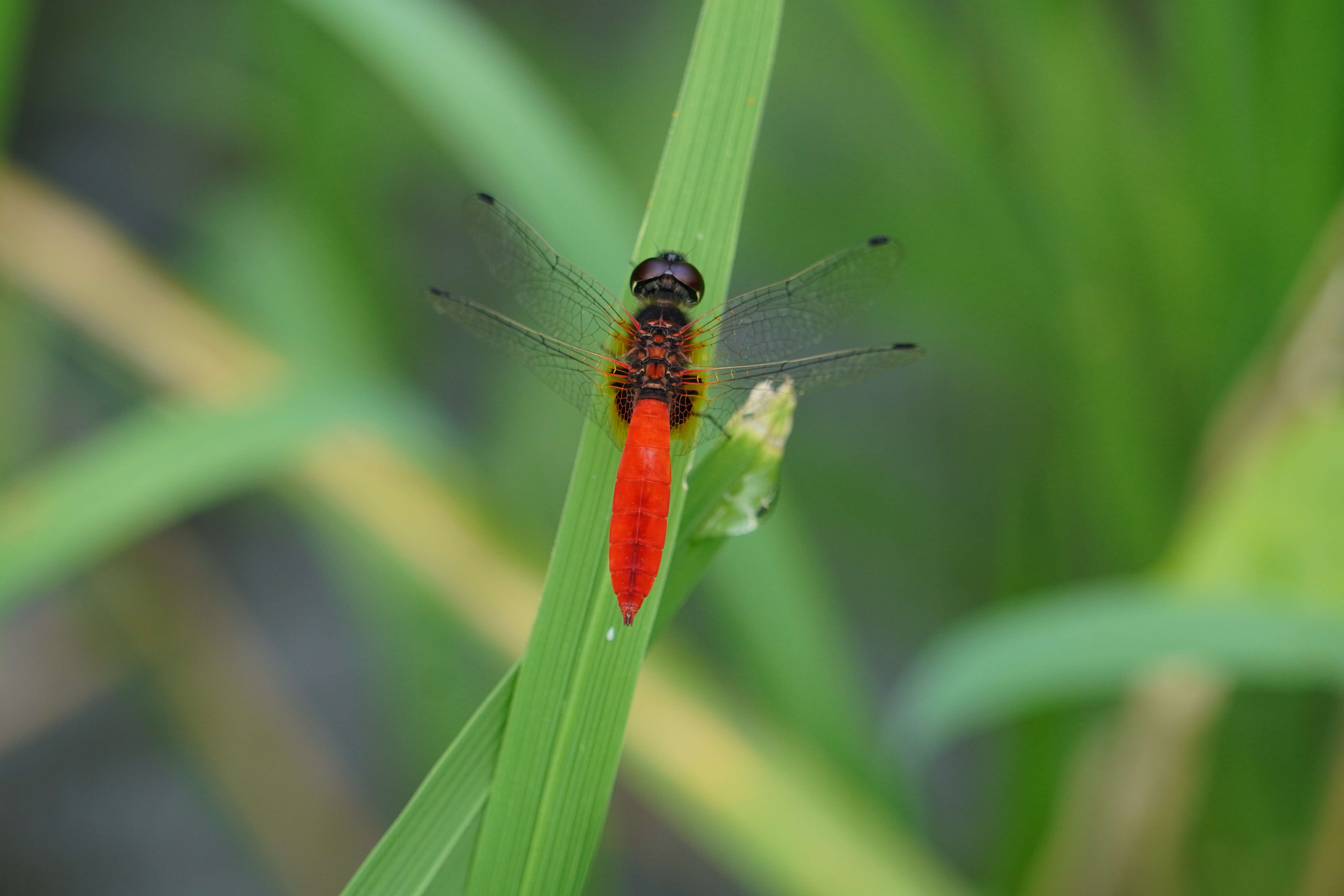 Image of Aethriamanta brevipennis (Rambur 1842)