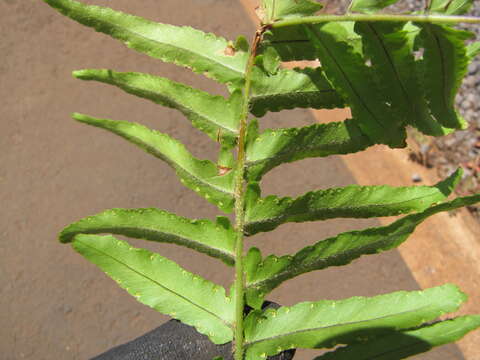 Image of sword ferns