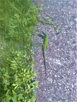 Image of Western Green Lizard