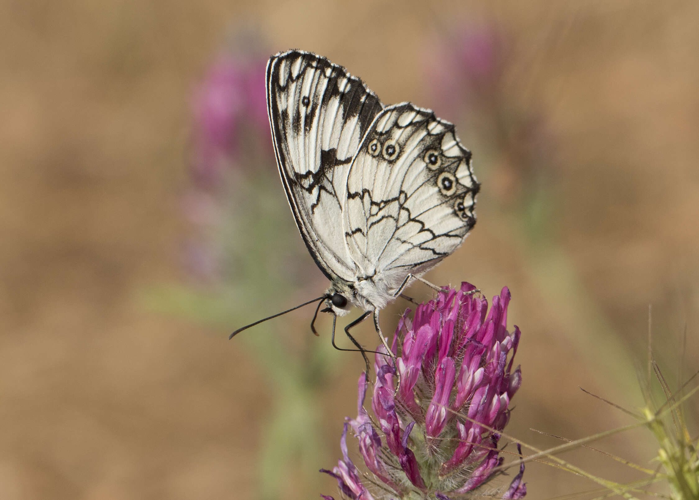 Image of Levantine Marbled White