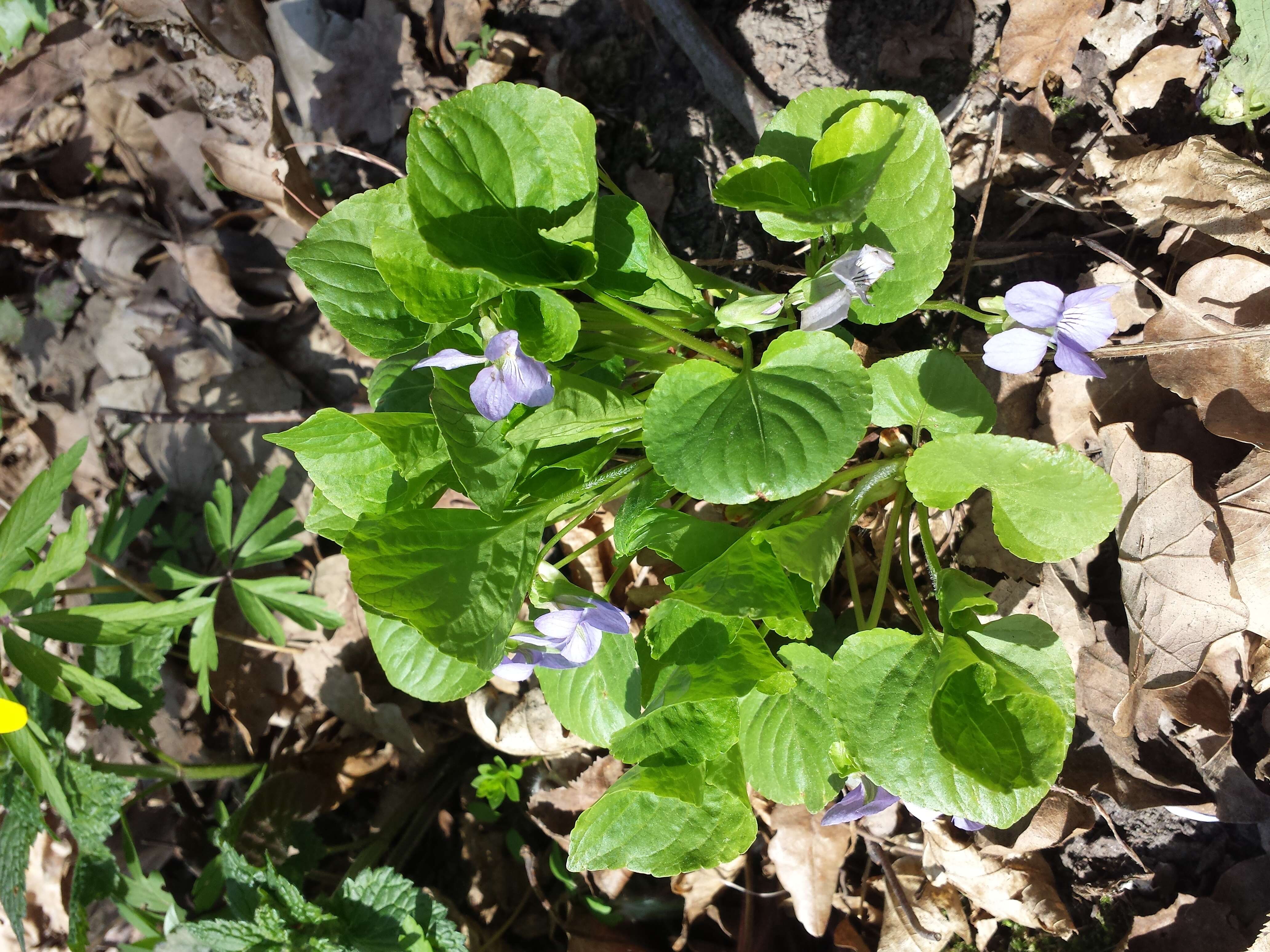 Слика од Viola mirabilis L.