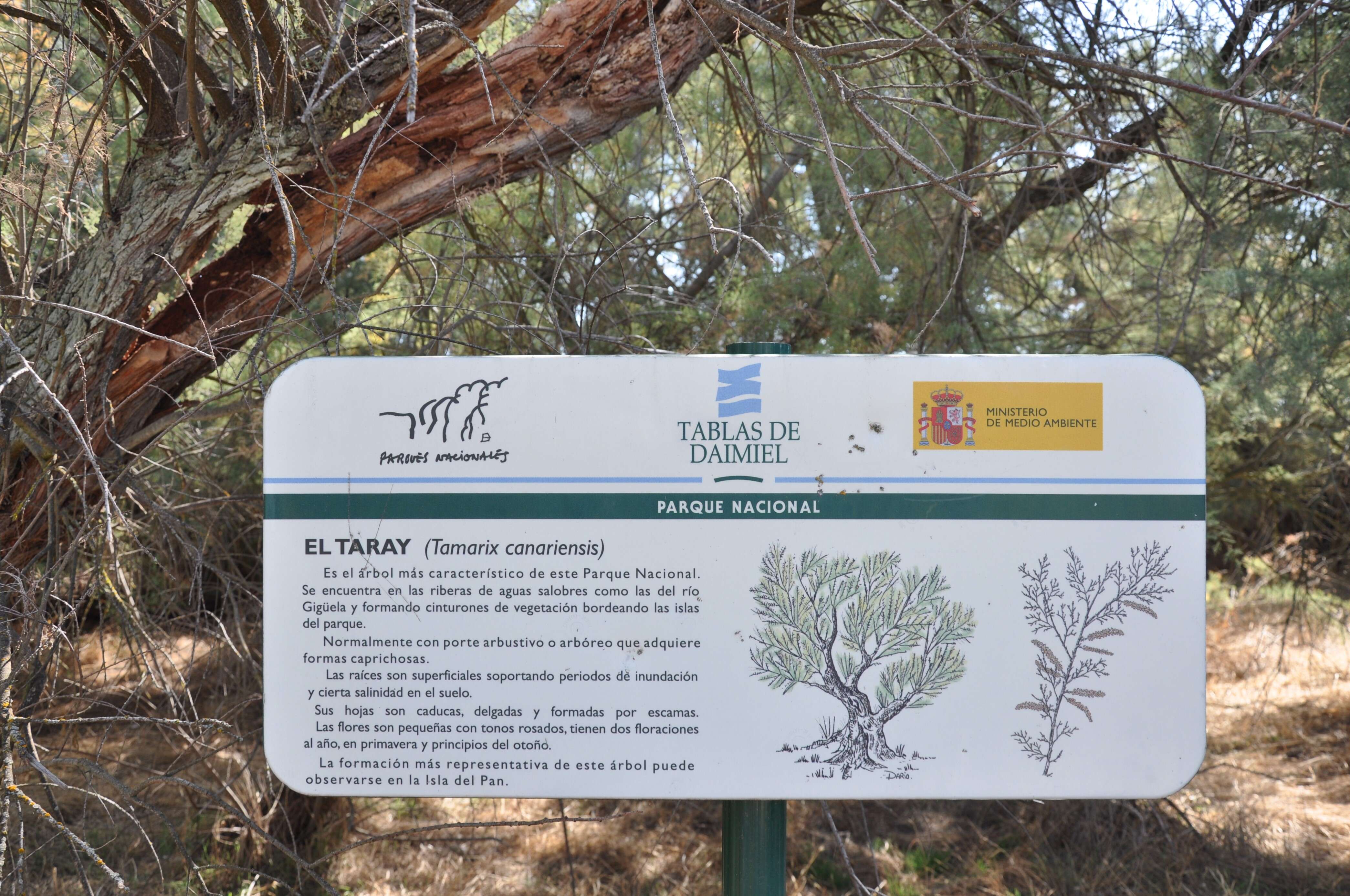 Image of Canary Island tamarisk