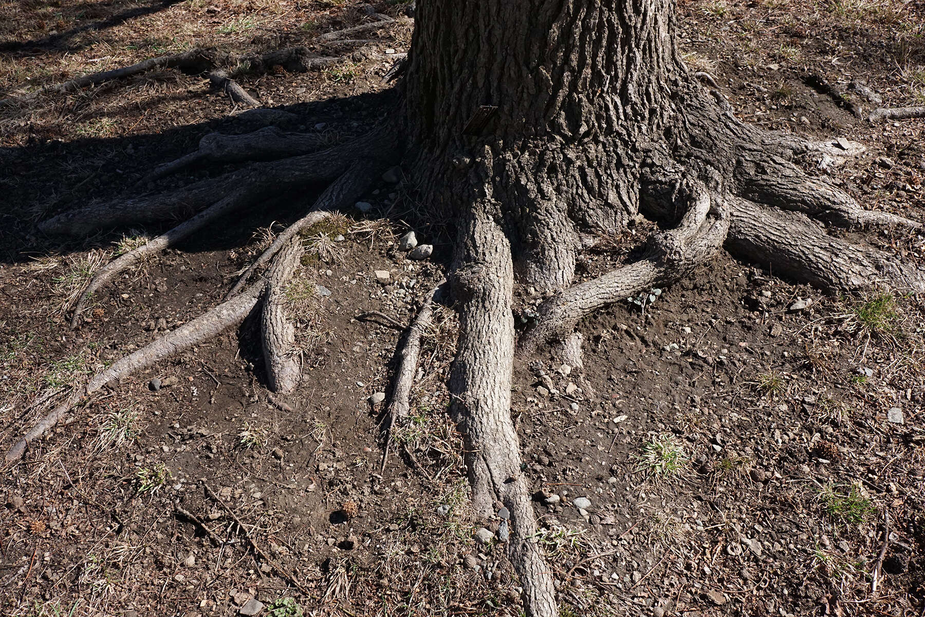 Image of American Sweetgum