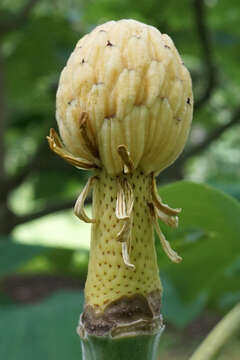 Image of Big-Leaf Magnolia