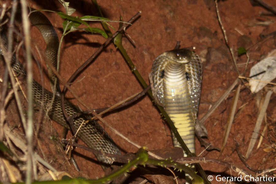 Image of Black And White Spitting Cobra