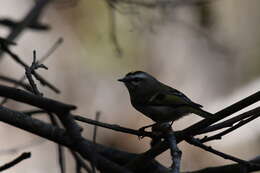 Image of Golden-crowned Kinglet