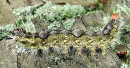 Image of Ochre Dagger Moth