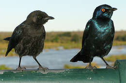 Image of Cape Glossy Starling