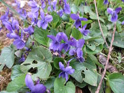 Image of sweet violet