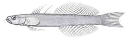 Image of Blue gudgeon