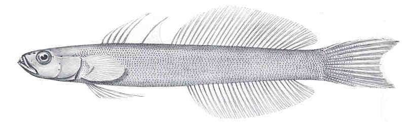 Image of Blue gudgeon