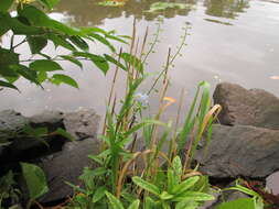 Image of true forget-me-not