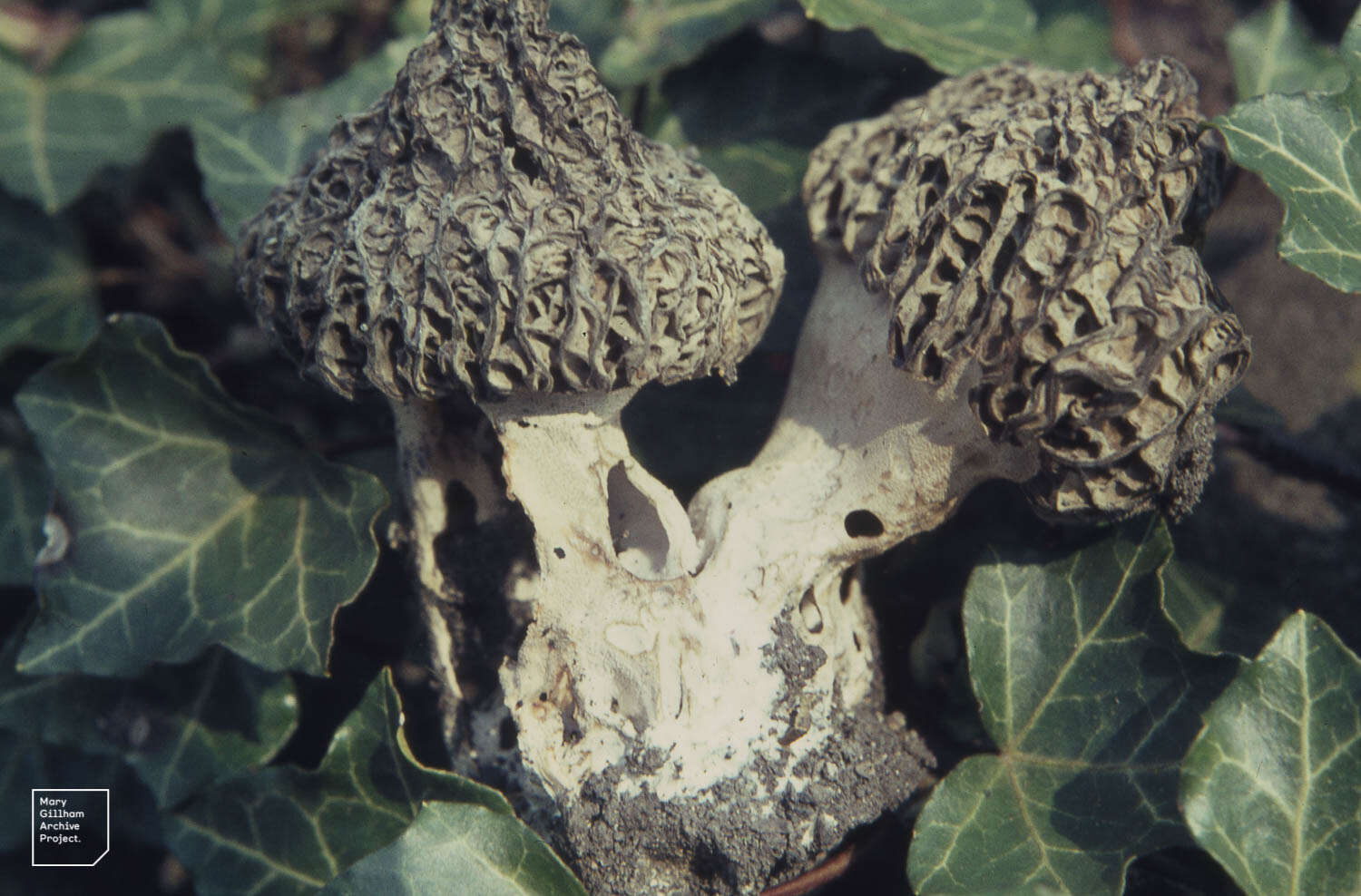 Image of Morchella vulgaris