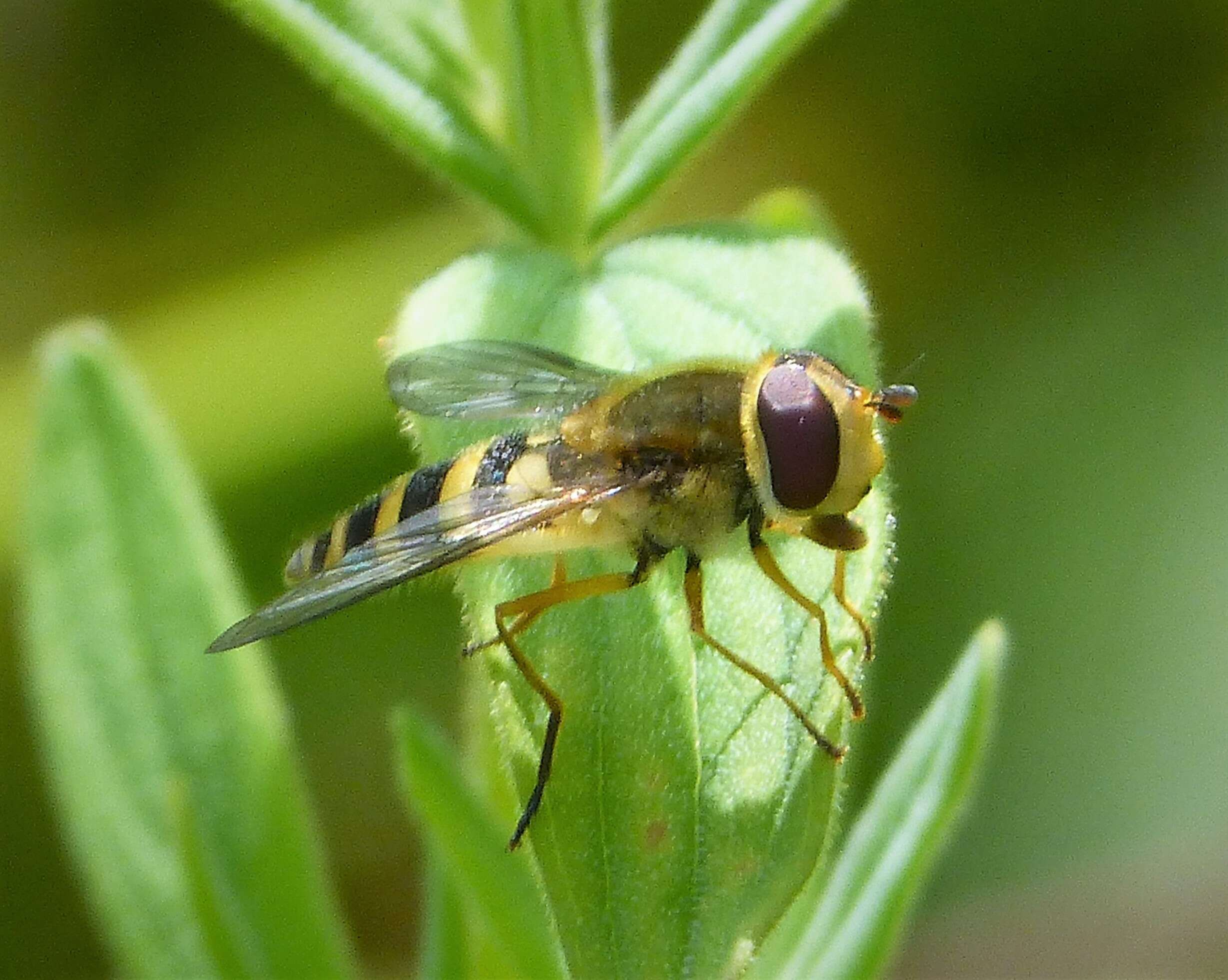 Image of Common Banded Hoverfly