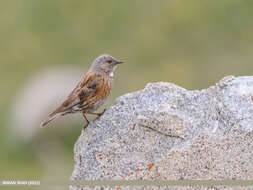 Image of Altai Accentor