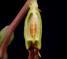 Image of Billbergia windii Baker