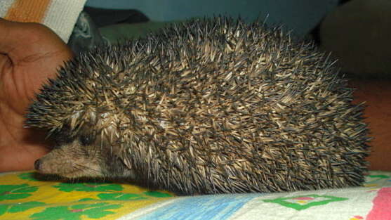 Image of Indian Hedgehog