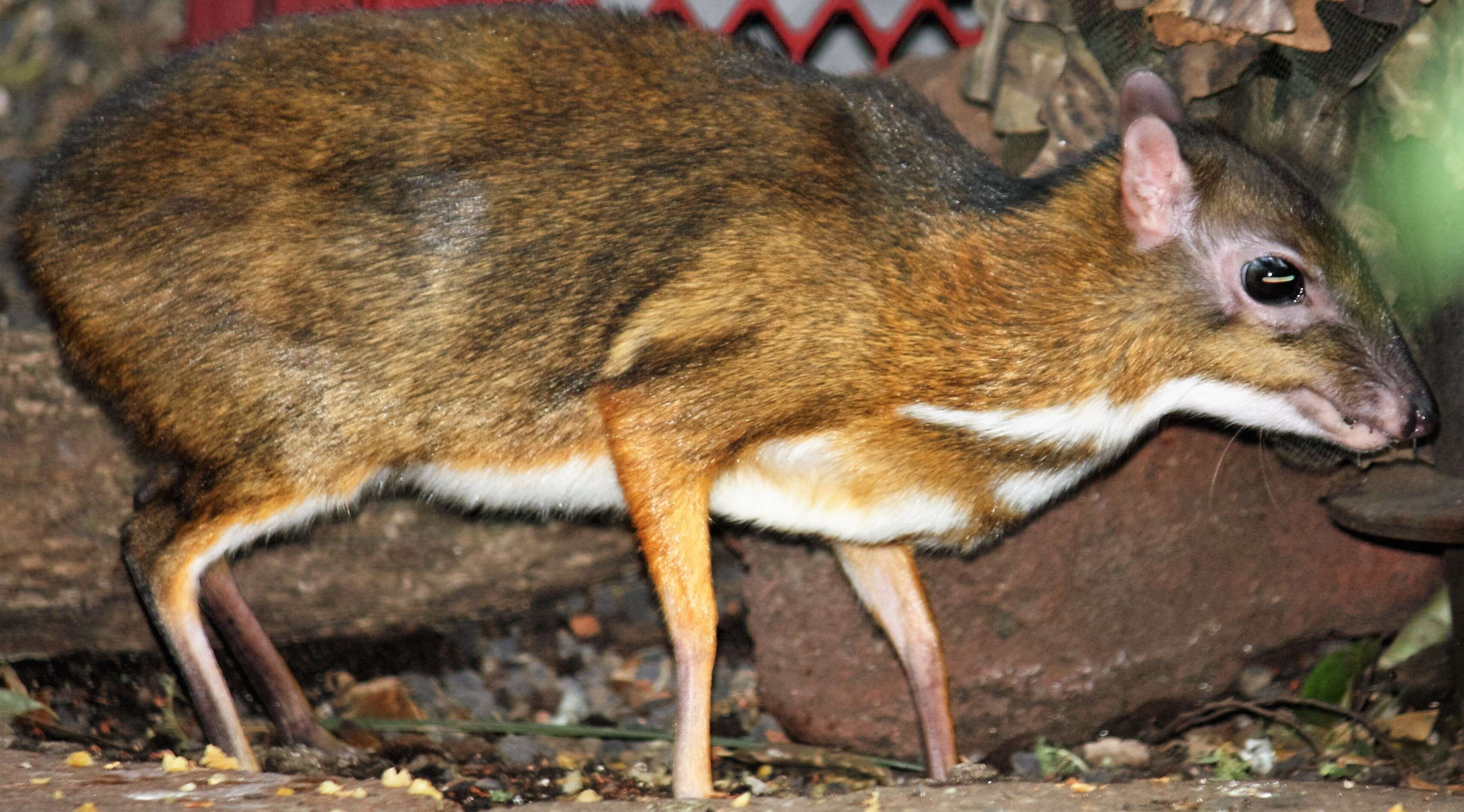 Image of Lesser Mouse-deer