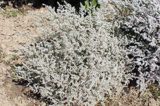 Image of Goniolimon tataricum (L.) Boiss.