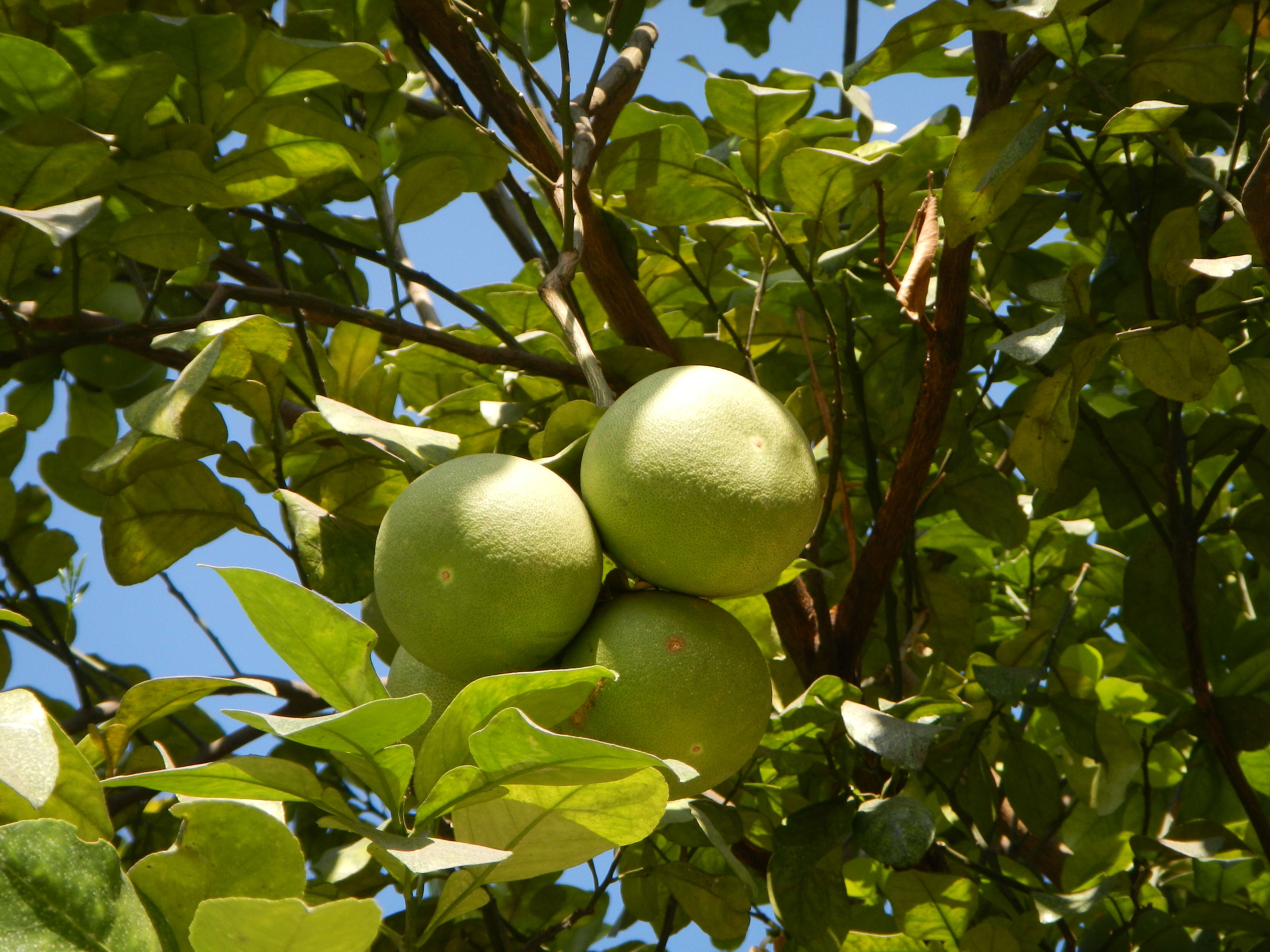 Image of Citrus maxima