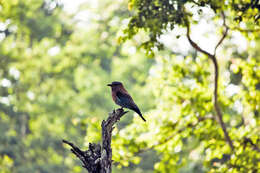 Image of Indian Roller