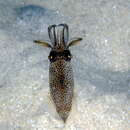 Image of luminous bay squid