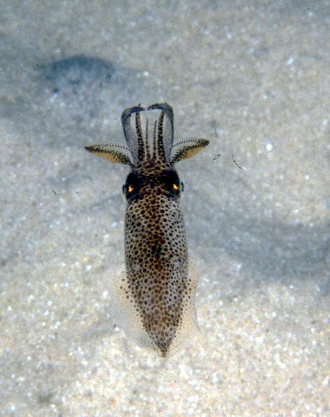 Image of luminous bay squid