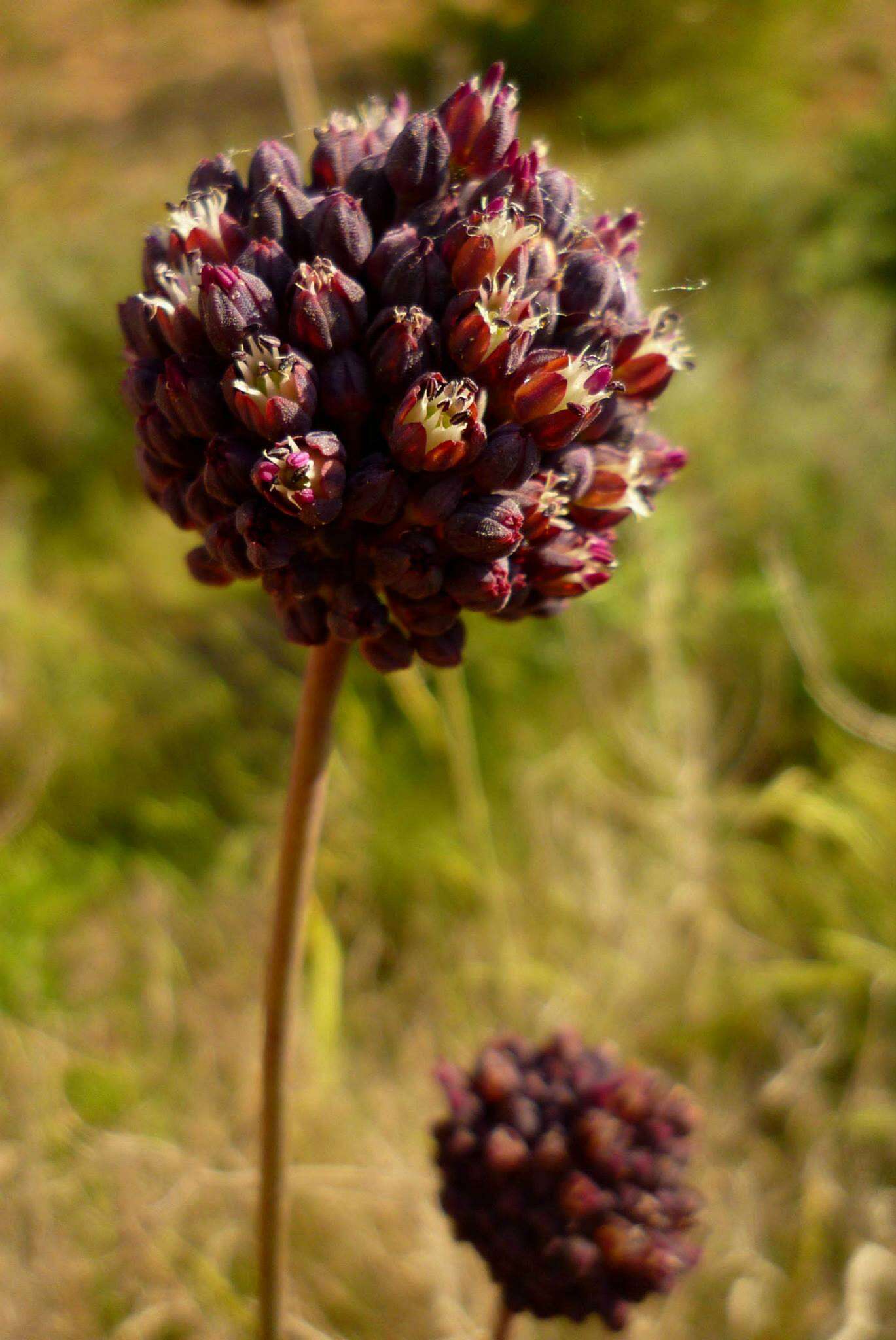 صورة Allium melananthum Coincy