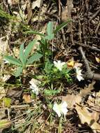 Image of White Cinquefoil