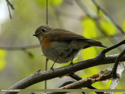 Image of Orange-flanked Bush-Robin