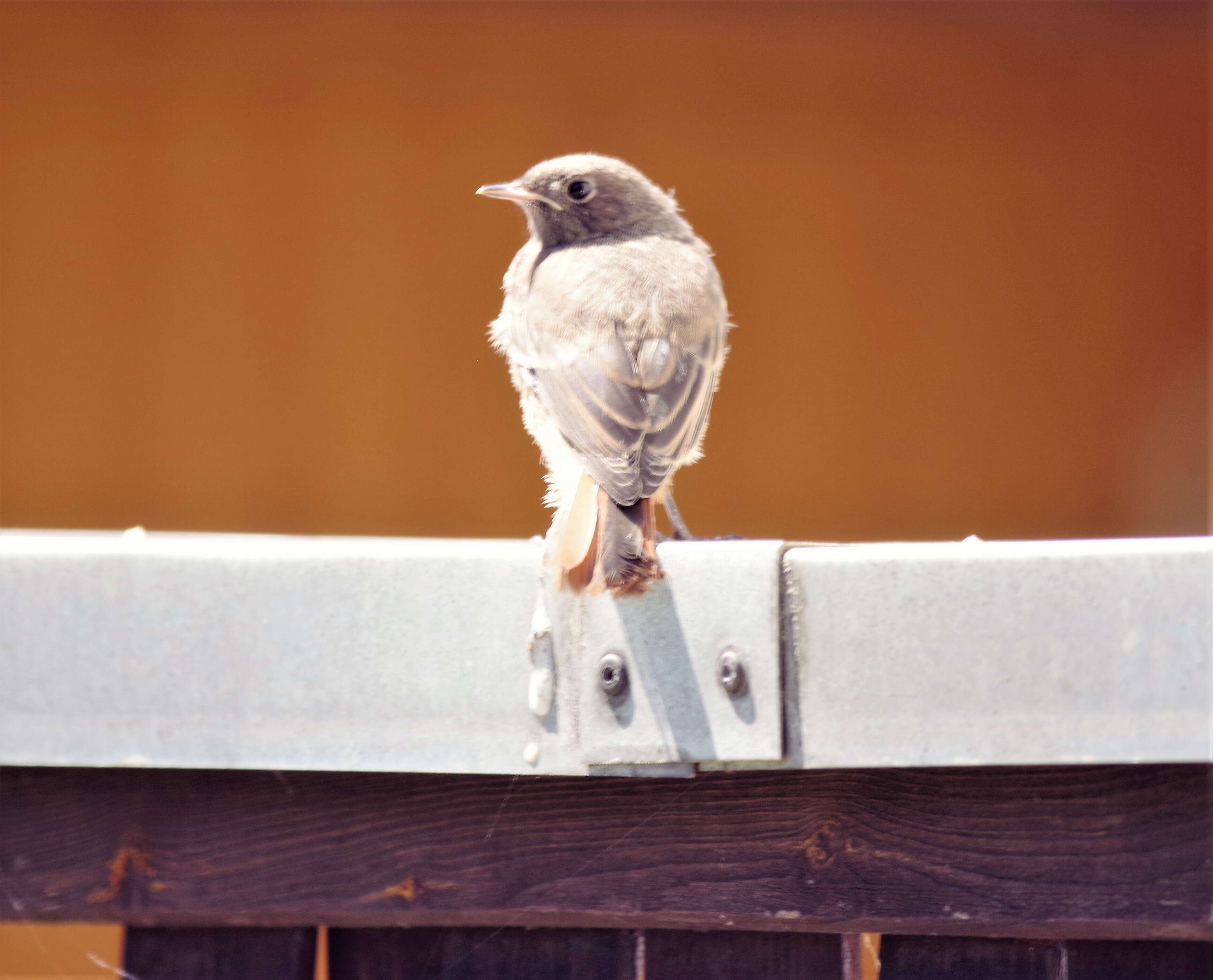 Image of Black Redstart