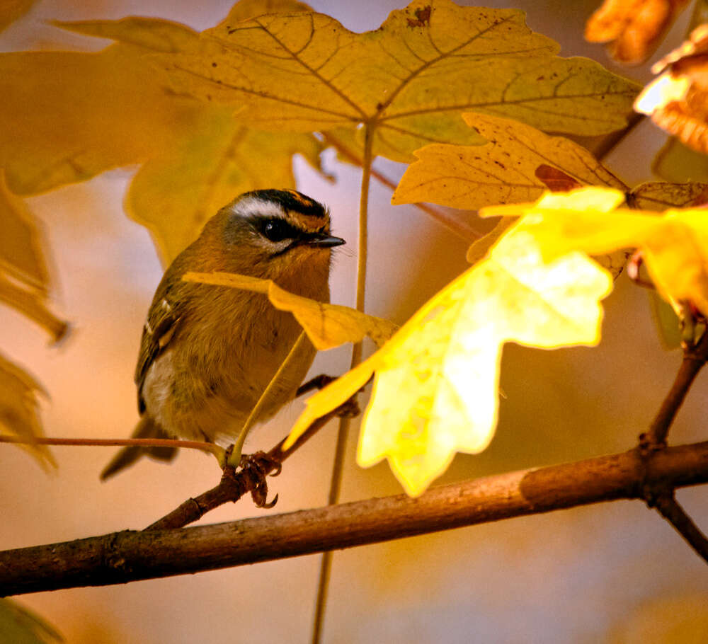 Image of Common Firecrest